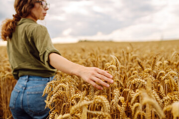 Young woman farmer walking across field and running her hand through golden ears of wheat harvest....