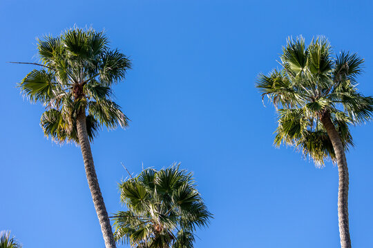 Path of Palm Trees in Santa Barbara