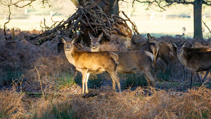 Couple Deers Looking at Camera