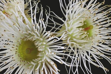 Close-up of isolated Coastal White Mallee Gum (Eucalyptus diversifolia) flowers against black background