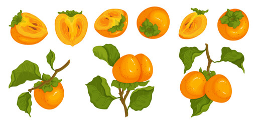 Set of ripe persimmon fruits and pieces of juicy fruit.Vector graphics.
