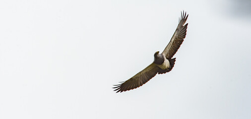 Aguila de paramo 