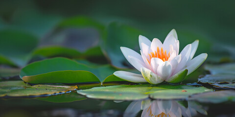 White water lily on the surface of the water close-up. Background and advertising banner for yoga and meditation studio. Calmness and psychological health concept.