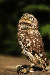 cute little owl (Athene noctua) looking up