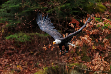 bald eagle (Haliaeetus leucocephalus) flies from the tree