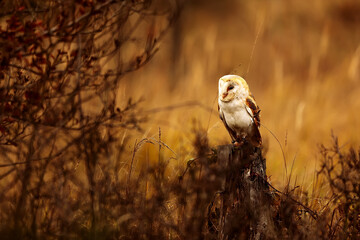 barn owl (Tyto alba) in the wild nature of orange colours