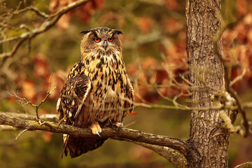 male Eurasian eagle-owl (Bubo bubo) on oak branches