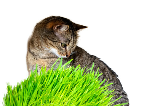 Horizontal banner with pet and green oat micro greens on white background with space for text. Cat grass, pet grass. European shorthair cat near wheat, oat and barley sprouts. Copy space.