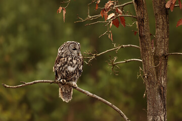 male tawny owl (Strix aluco) on branches with green background
