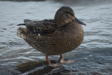 Female mallard duck standing in river