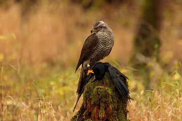 female The northern goshawk Accipiter gentilis