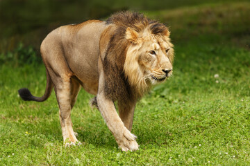 male lion (Panthera leo) walking on the grass