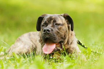 The Cane Corso is an Italian breed of mastiff, hybrid of another dog