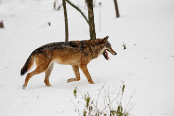 Eurasian wolf (Canis lupus lupus) in the winter outdoors in the snow.