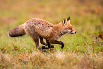 Naklejka na ściany i meble male red fox (Vulpes vulpes) running through the meadow