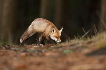 Naklejka na ściany i meble male red fox (Vulpes vulpes) sniffs on the forest path
