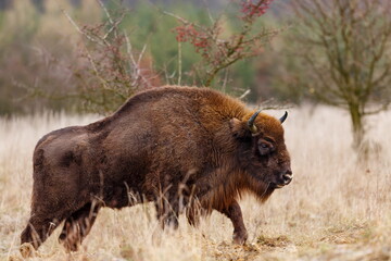 The European bison (Bison bonasus) or the European wood bison in the bushes