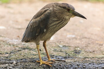 The black-crowned night-heron (Nycticorax nycticorax), or black-capped night-heron,