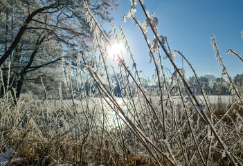 A snow covered frozen lake with icy reeds in the sunshine in the very north of Germany.