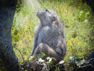 Baboon Bathing in Sunlight