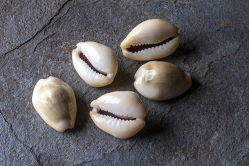 Small sea shells called Whelk (Búzio) with the scientific name Cypraea Moneta. In Brazil, the...