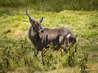 Unicorn Waterbuck at Arusha National Part, Tanzania, Africa