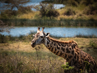 Giraffe at Arusha National Park, Tanzania, Africa