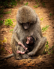 Baboon Mother and Child