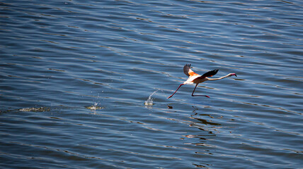 Flamingo Running Over Water