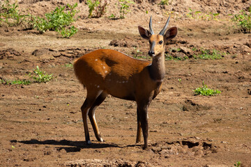 Female Bushbuck in Tanzania, Africa