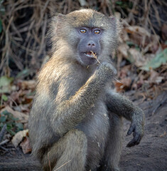 Monkey Eating Grass in Africa