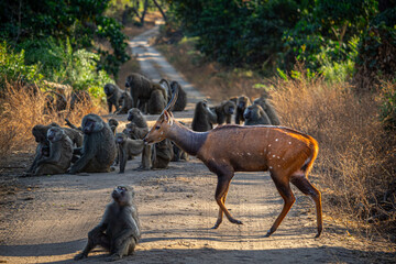 Bushbuck Walking Among Baboons in Africa