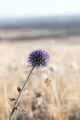 Blue dried flower in the steppe, close-up, Echinops