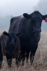 Mother and Baby Black Angus Cattle in Fog