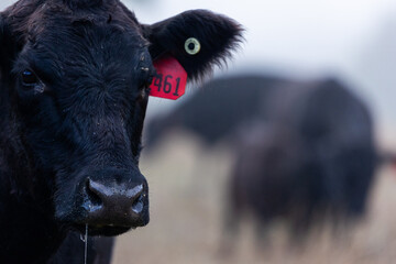 Black Angus Cattle Ear Tag