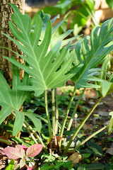 Tropical plants decorate the garden