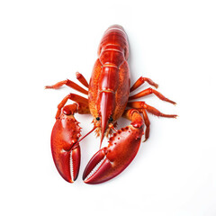 Lobster isolated on white background