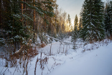 a warm sunset in a beautiful snow-covered forest
