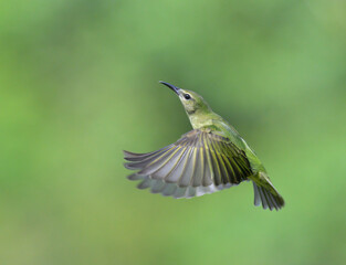 Red-legged honeycreeper (Cyanerpes cyaneus) female flying, Laguna del Lagarto Eco Lodge, Boca Tapada, Alajuela, Costa Rica.