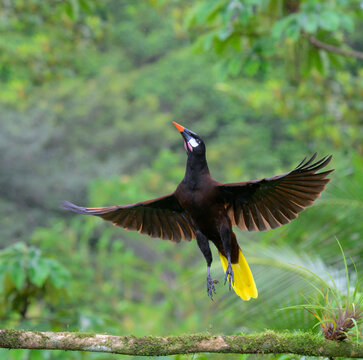 Montezuma oropendola (Psarocolius montezuma) taking off, Laguna del Lagarto Eco Lodge, Boca Tapada, Alajuela, Costa Rica.