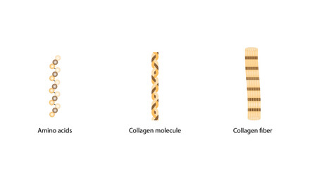 Collagen fibers. Collagen molecule. Amino acids. Collagen synthesis. Anti-aging therapy. Science, Vector illustration.