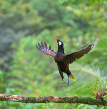 Montezuma oropendola (Psarocolius montezuma) taking off, Laguna del Lagarto Eco Lodge, Boca Tapada, Alajuela, Costa Rica.
