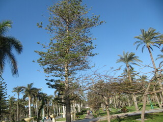 palm trees on the beach