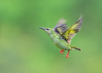 Red-legged honeycreeper (Cyanerpes cyaneus) non-breeding male flying, Laguna del Lagarto Eco Lodge, Boca Tapada, Alajuela, Costa Rica.