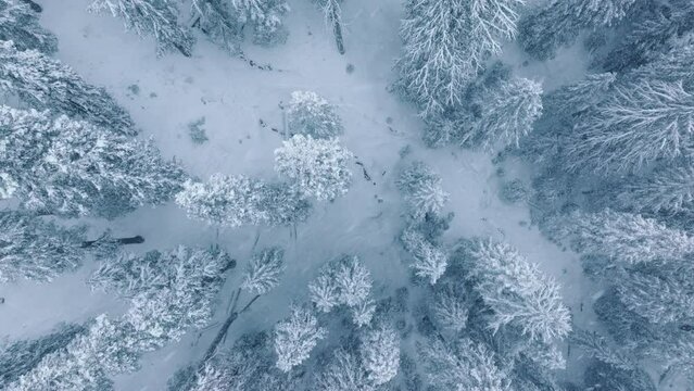 Drone fly over black raven flying between white snowy treetops. Wildlife bird in nature. Flight over woods at snowfall. Nature background 4K. Top down view of winter forest. Frozen woodland aerial 4K