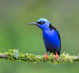 Red-legged honeycreeper (Cyanerpes cyaneus) breeding male, Laguna del Lagarto Eco Lodge, Boca Tapada, Alajuela, Costa Rica.