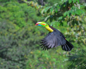 Keel-billed toucan (Ramphastos sulfuratus) flying, Laguna del Lagarto Eco Lodge, Boca Tapada, Alajuela, Costa Rica. © Ivan Kuzmin