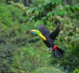 Keel-billed toucan (Ramphastos sulfuratus) flying, Laguna del Lagarto Eco Lodge, Boca Tapada, Alajuela, Costa Rica.