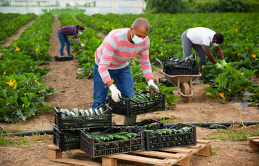 Hispanic man in medical mask working on farm field during zucchini harvest, stacking boxes with...