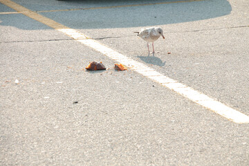 seagull looking at food on ground pavement cement in parking lot space spot in summer